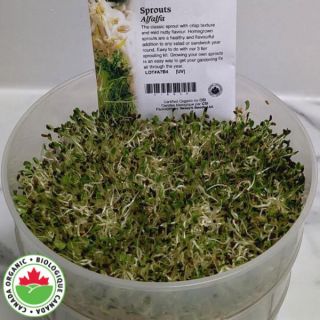 Alfalfa Sprouts Organic Thumbnail